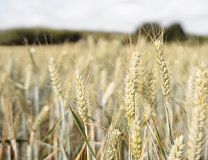 斯图加特客场惨败,遭遇联赛两连败